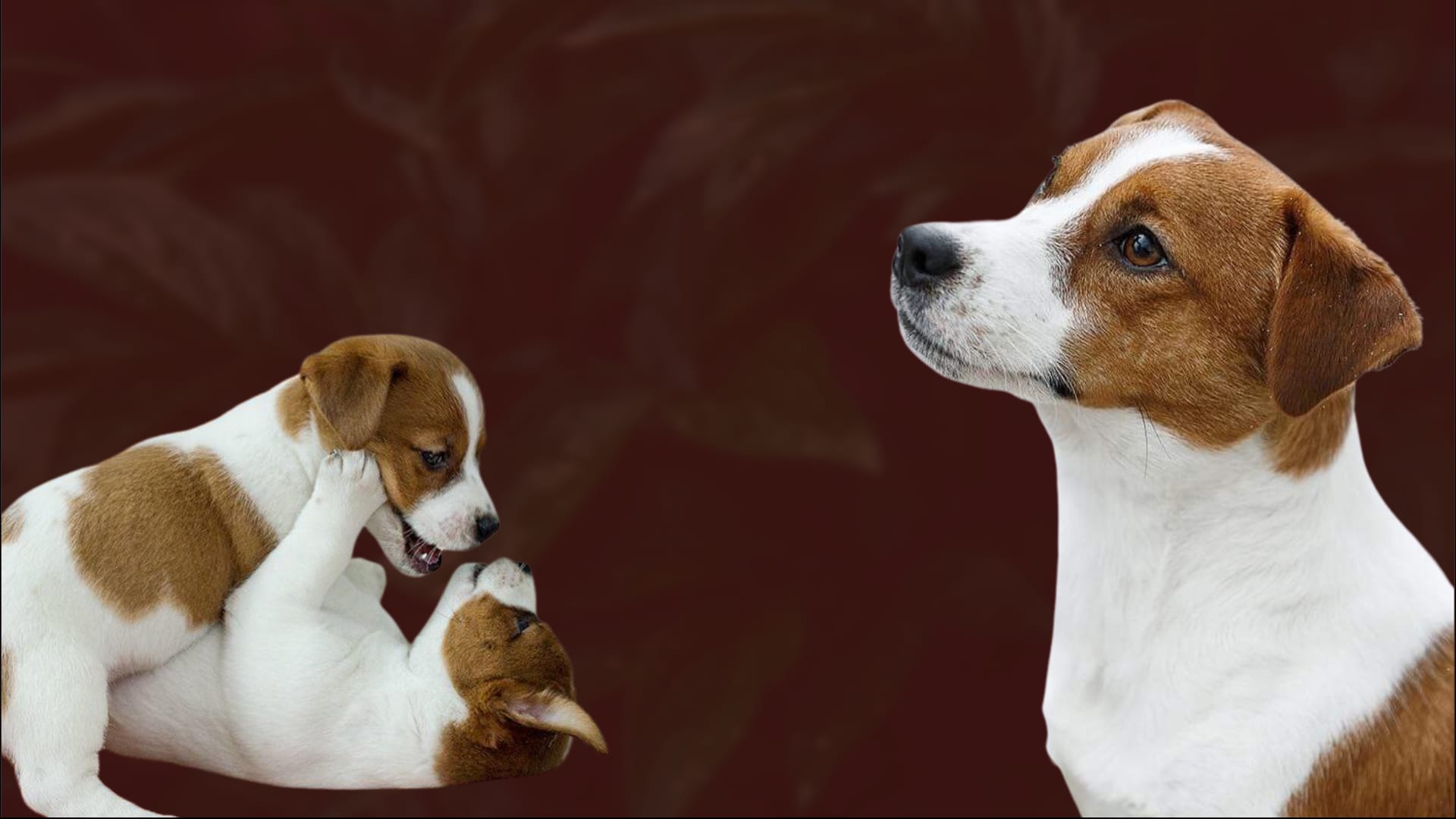 Jack Russell Terrier adulto e filhotes do Canil Jack Tupinambá