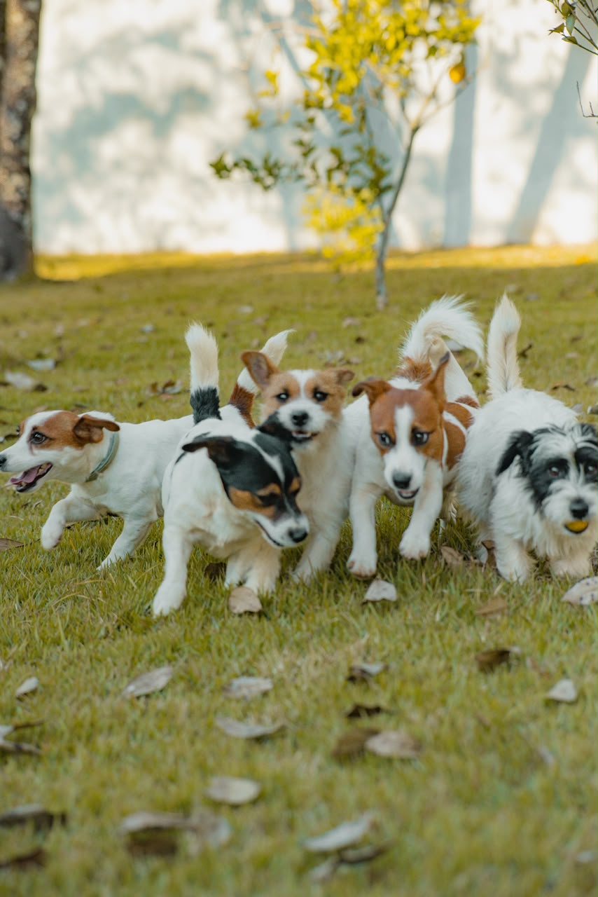Filhotes de Jack Russell Terrier brincando no gramado
